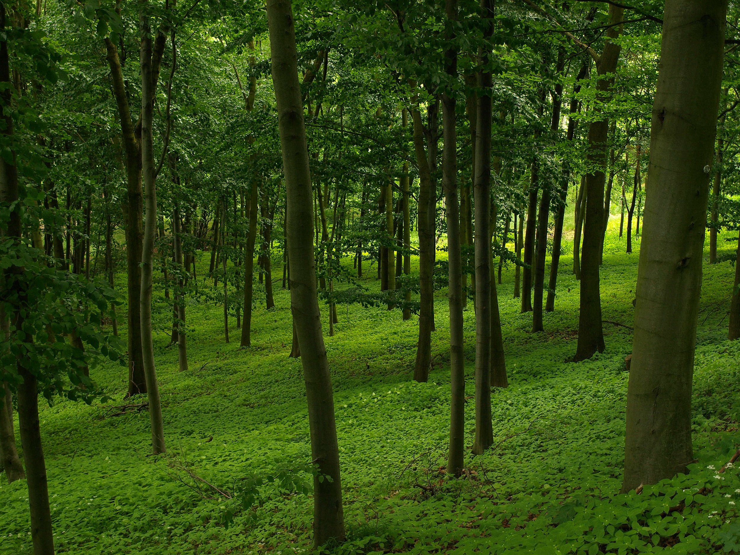 Green forest. Лес. Зеленый лес. Деревья в лесу. Зеленый лес деревья.