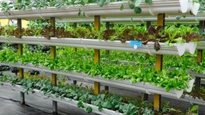 Environment-farming