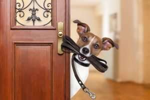 Risks of starting a dog walking business – Be careful!