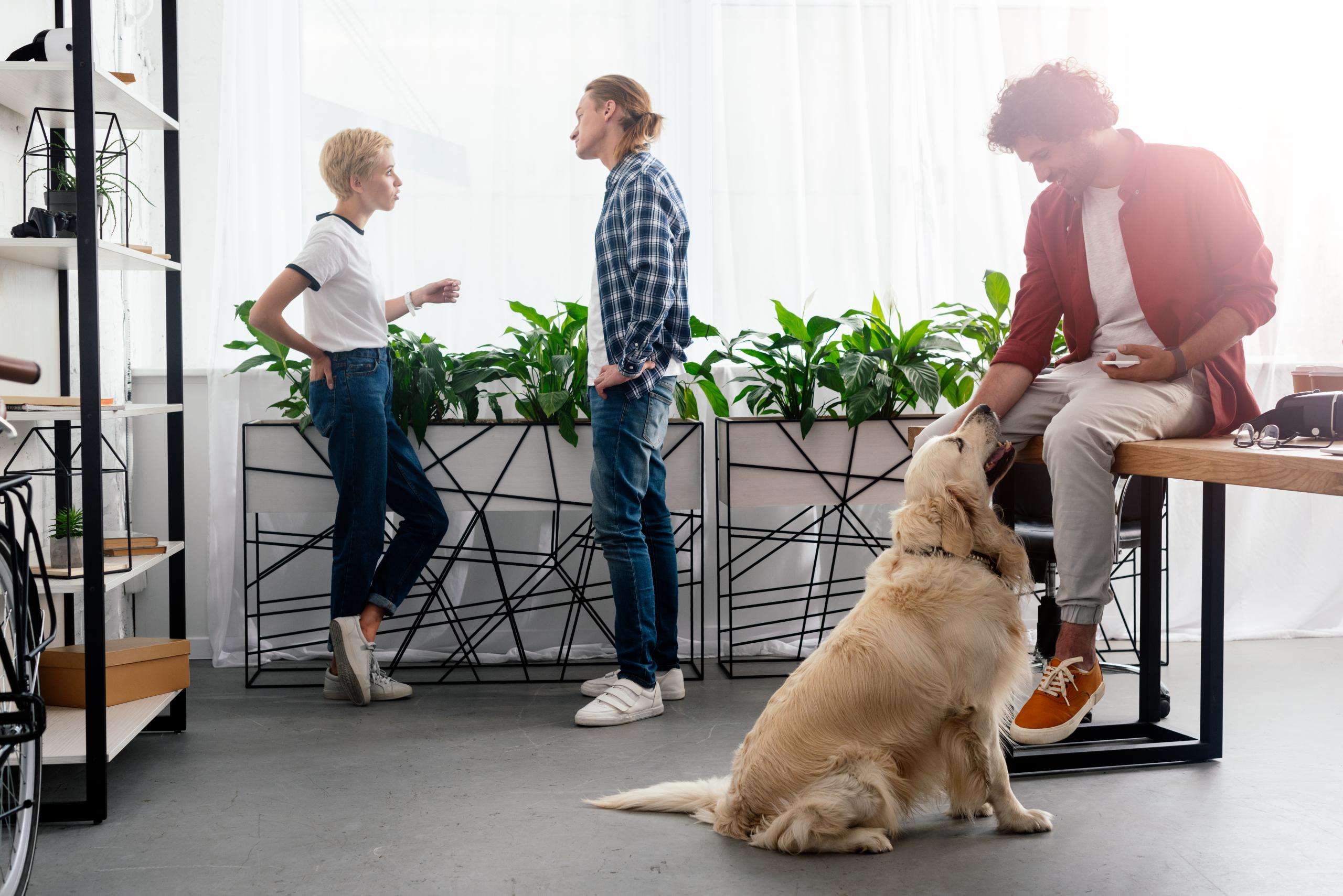 Làm thế nào để Mang một con chó vào văn phòng có thể giảm mức độ căng thẳng